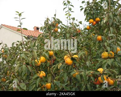 L'arbre fruitier, persimmon oriental (diospyros kaki), chargé de ses fruits orange vif, poussant dans un jardin à Istria, Croatie. Banque D'Images