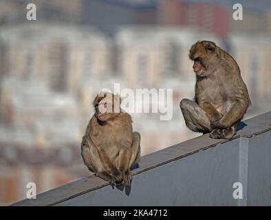 Singes perchés en hauteur sur le rocher de Gibraltar Banque D'Images