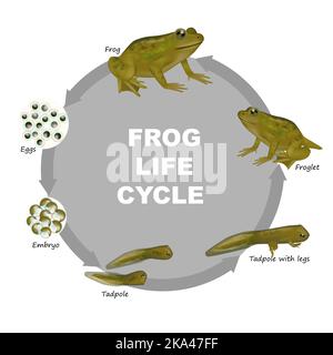 Cycle de vie d'une grenouille. Froglet, Frog, Tadpole avec pattes, Tadpole, embryon, oeufs. Diagramme de développement des toads Evolution. Illustration de Vecteur