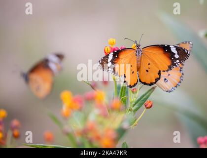 Un cliché peu profond de papillons de tigre Unis et de fleurs de laitan dans le jardin Banque D'Images