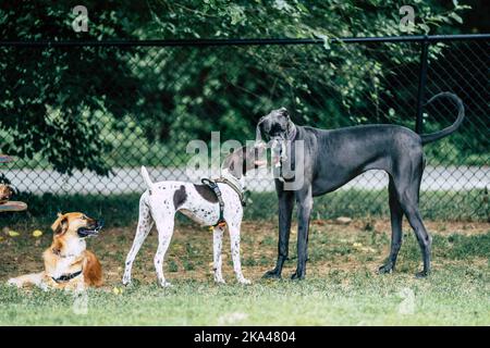 Photo sélective de trois chiens dans le parc près d'une clôture en treillis métallique Banque D'Images