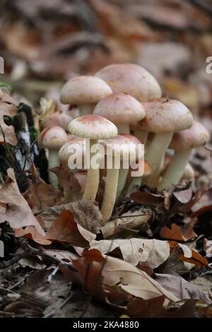 Champignon à tête de soufre rouge brique avec ancien feuillage Banque D'Images