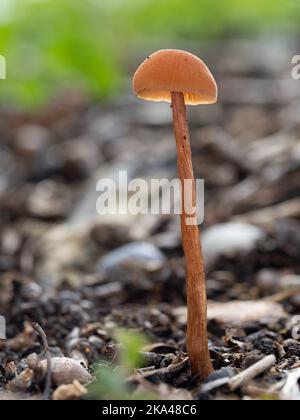 Champignons de l'émetteur-récepteur sur le plancher des bois Banque D'Images