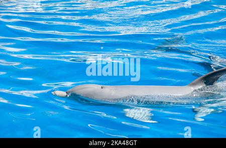 Nage avec les dauphins sur fond bleu sous-marin dans le zoo Banque D'Images