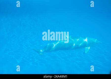 Nage avec les dauphins sur fond bleu sous-marin dans le zoo Banque D'Images