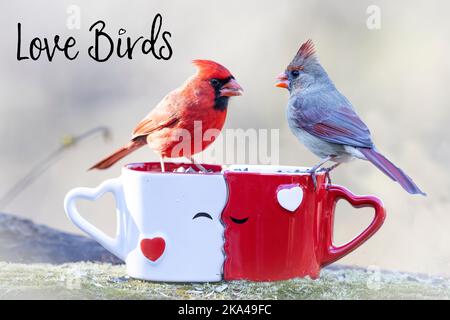 Un gros plan de cardinaux de norhtern (Cardinalis cardinalis) sur des mugs baisers avec le texte « Love Birds » Banque D'Images