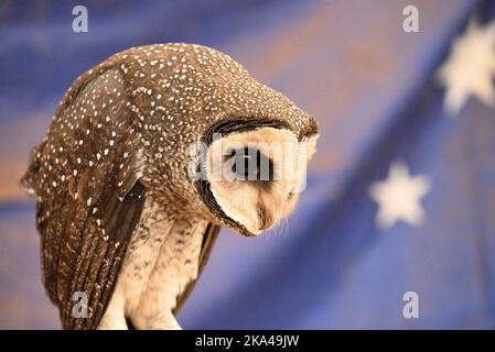 Une belle photo d'un hibou plus grand Banque D'Images