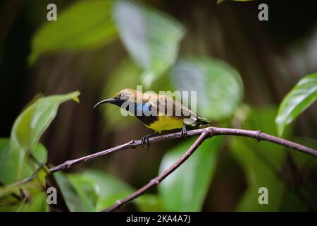 Sunbird mâle regardant le cadre gauche en perching, il regardait une Sunbird femelle pendant que cette photo était Banque D'Images