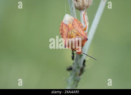 Gros plan d'un insecte orange sur une tige d'une plante sur un arrière-plan flou Banque D'Images