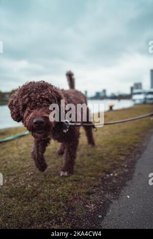 Un joli Lagotto Romagnolo marron dans un parc Banque D'Images