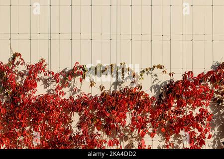 Plantes grimpantes fraîches sur le mur du bâtiment moderne. Treillis métallique en acier inoxydable tendu pour la façade de bâtiment moderne jardin urbain vertical Banque D'Images