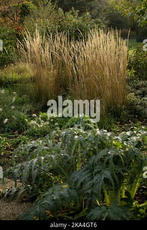 Calamagrostis x acutiflora 'Karl Foerster' dans le jardin des Monks à Lesnes Abbey Woods, Abbey Wood, Londres, en automne - plantation résistante à la sécheresse Banque D'Images