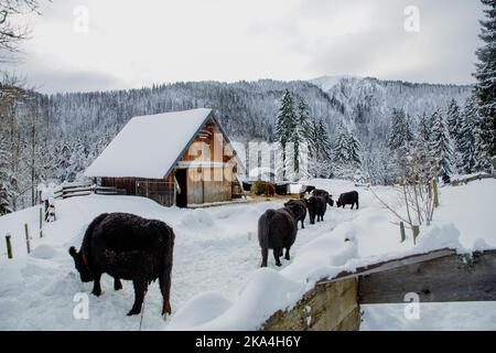 Une belle photo de montagnes enneigées, de vaches et de chalets en Allemagne Banque D'Images