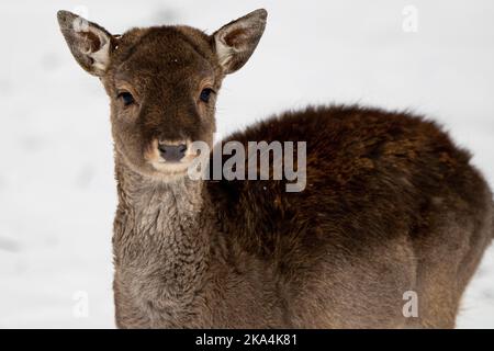 Photo sélective d'un adorable bébé cerf dans une forêt enneigée de Lituanie Banque D'Images