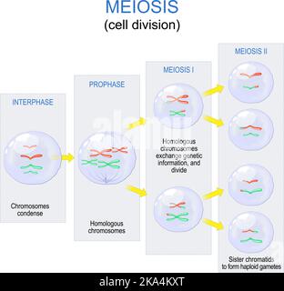 Méiose. Division cellulaire pour produire les gamètes, comme les spermatozoïdes ou les ovules. Reproduction sexuelle. Diagramme vectoriel. Affiche pour l'éducation Illustration de Vecteur