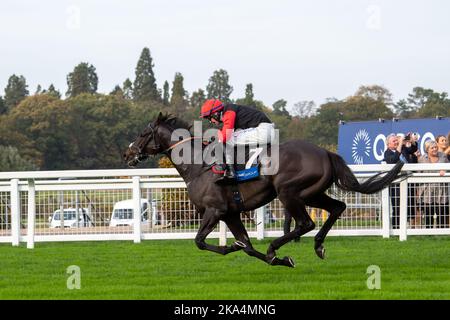 Ascot, Berkshire, Royaume-Uni. 29th octobre 2022. Le cheval Thyme White monté par le jockey Lorcan Williams remporte le Byrne Group handicap Steeple Chase. Propriétaire de la famille Stewart et Michael Blencowe. Entraîneur Paul Nicholls, Ditcheat. Éleveur E.A.R.L Haras de l'Hotelle.ie. Parrainer le Groupe Morson. Crédit : Maureen McLean/Alay Banque D'Images