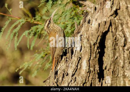 .Lepidocolaptes angustirostris .Narrow-Bleggeron Patagonia Argentina Banque D'Images