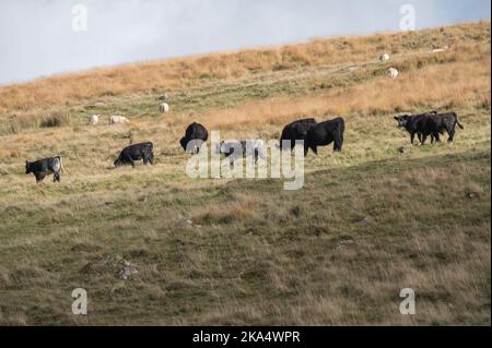 Moutons et gallois bovins noirs en pâturage dans la haute vallée de Swansea, au pays de Galles, au Royaume-Uni Banque D'Images