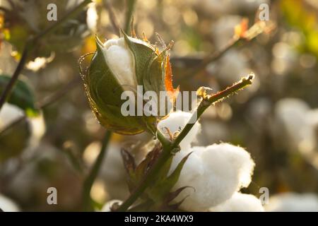 Photo en gros plan d'un champ de coton mûr. Concept de récolte de coton. Banque D'Images