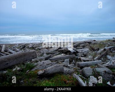 une plage couverte de bois de grève Banque D'Images