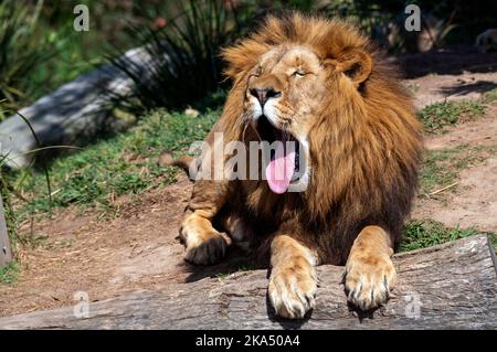 Un lion africain bâillant (Panthera Leo) au zoo de Sydney à Sydney, Nouvelle-Galles du Sud, Australie (photo de Tara Chand Malhotra) Banque D'Images