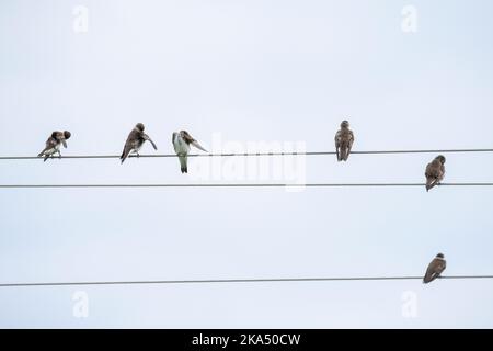 Belle vue pour avaler des oiseaux sur la ligne électrique électrique Banque D'Images