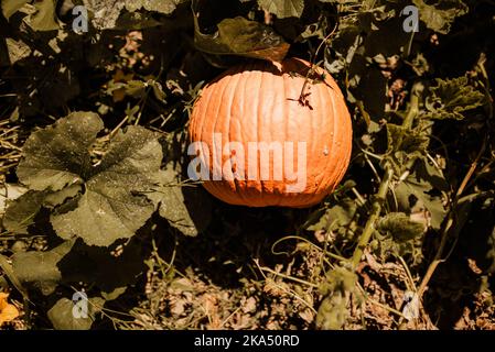 citrouille se cachant dans le champ sous les feuilles Banque D'Images