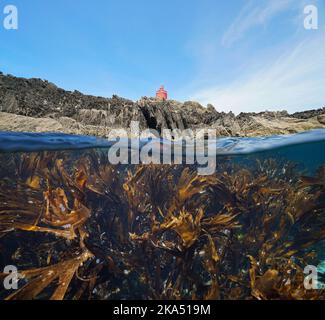 Côte rocheuse avec un phare et varech sous l'eau, vue sur et sous la surface de l'eau, océan Atlantique, Espagne, Galice, Rias Baixas Banque D'Images