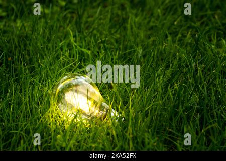 Photo en gros plan d'une ampoule brillante avec un fond naturel comme symbole de réduction de la consommation d'énergie. Concept de sauvegarde ou de protection de la planète ou du monde. Banque D'Images