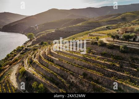 Vue aérienne de la vallée du Douro. Vignobles en terrasse et paysage près de Pinhao, Portugal. Région viticole portugaise. Beau paysage d'automne.Voyage concept Banque D'Images