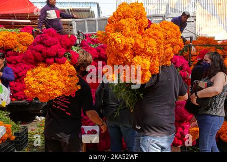 Mexico, Mexique. 31st octobre 2022. Les clients portent leurs paquets de Cockscomb rouge et cempasuchil, le jour traditionnel des fleurs mortes utilisé pour décorer les autels et les tombes pendant le festival annuel au marché aux fleurs de la Jamaïque, 31 octobre 2022 à Mexico, Mexique. Crédit : Richard Ellis/Richard Ellis/Alay Live News Banque D'Images