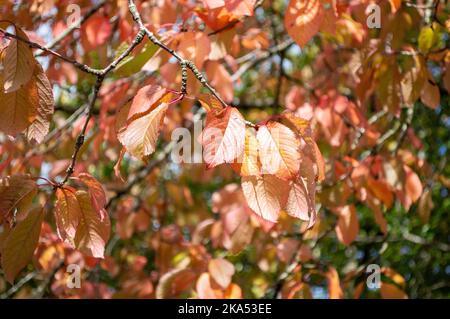 Feuilles orange et rose en automne Banque D'Images