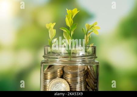 Gros plan photo de verre jae plein de pièces de monnaie et la croissance de plante à l'intérieur comme un symbole d'investir ou de financement dans les affaires.concept de croissance financière de l'entreprise Banque D'Images