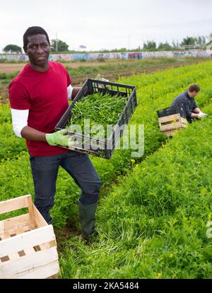 Horticulteur afro-américain avec mizuna fraîchement récolté Banque D'Images