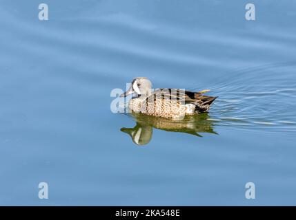 Bleu sarcelle à ailettes avec réflexion parfaite Banque D'Images