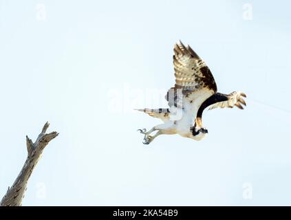 Osprey volant de Perch Banque D'Images