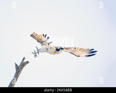 Osprey volant de Perch Banque D'Images