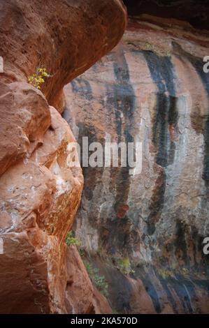 Vernis de roche sur le mur du Canyon dans le parc national de Zion, Utah Banque D'Images