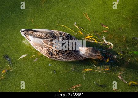 Canard colvert femelle flottant dans l'eau d'algues à la recherche de nourriture. Avec son immersion sous l'eau. Banque D'Images