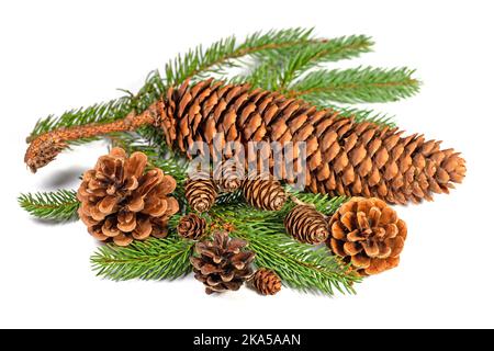 Cônes d'épicéa, cônes de mélèze et cônes de pin sur fond blanc Banque D'Images
