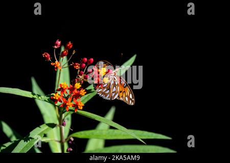 Un papillon Fritlalaire du golfe ou Agraulis Vanillae suspendu à l'envers d'une fleur Banque D'Images