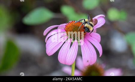 Une seule abeille bumble bumble buvant le nectar d'une fleur rose Banque D'Images