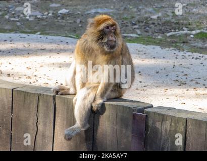 Le macaque de Barbarie (Macaca sylvanus) se trouve au-dessus d'un fossé et regarde autour Banque D'Images