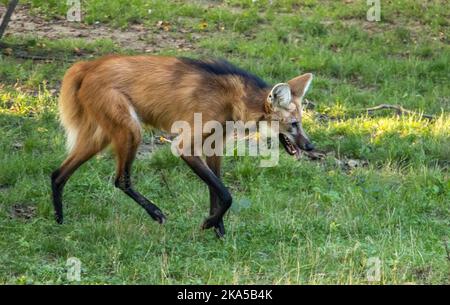 Le loup à l'homme (chrysocyon brachyurus) marche sur l'herbe Banque D'Images