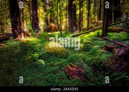 Le parc national Redwood a été créé en 1968 et les parcs nationaux de Californie, la côte Del Norte, Jedediah Smith et Prairie Creek datent de 1920s Banque D'Images