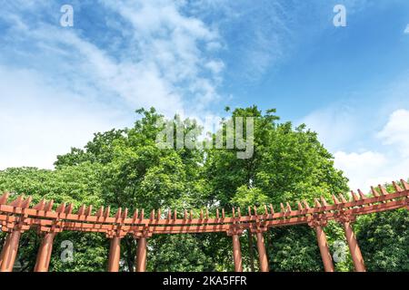 La voûte de grands arbres qui encadrent un ciel bleu clair Banque D'Images