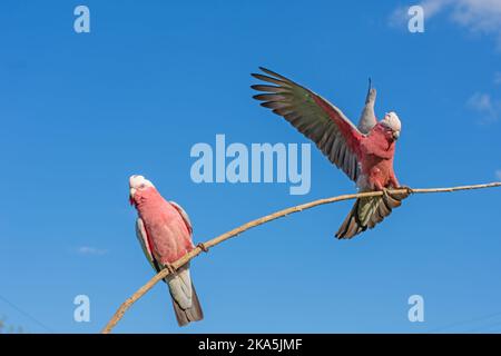 Deux galahs australiens, Cacatua roseicapilla, sur une branche haute, un atterrissage. Banque D'Images