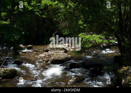 La rivière Taggerty est courte et sauvage - courant à 18 km de la montagne du lac jusqu'à la rivière Steavenson près de Marysville, dans la Yarra Ranges NAT. Stationnement. Banque D'Images