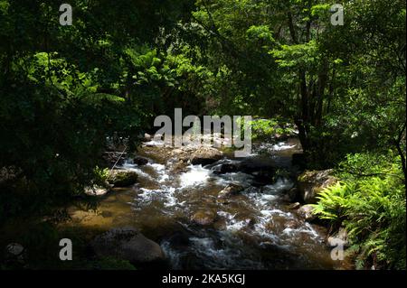 La rivière Taggerty est courte et sauvage - courant à 18 km de la montagne du lac jusqu'à la rivière Steavenson près de Marysville, dans la Yarra Ranges NAT. Stationnement. Banque D'Images