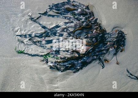 Une souche d'algues qui d'une forme abstraite de poulpe. Situé le long de la côte de l'Oregon. Banque D'Images